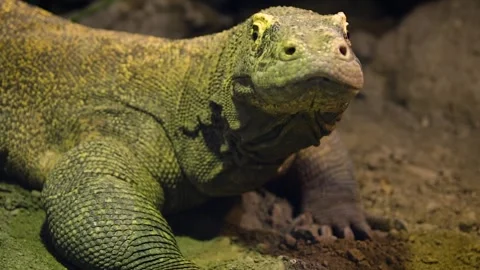 Komodo dragon (Varanus komodoensis) 库存影片 245583746