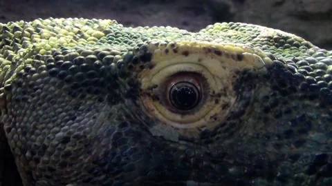 Komodo dragon (Varanus komodoensis) Stock Footage 259161176