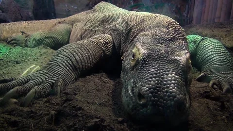 Komodo dragon (Varanus komodoensis) Stock Footage 259163547