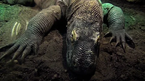 Komodo dragon (Varanus komodoensis) Stock Footage 259163569