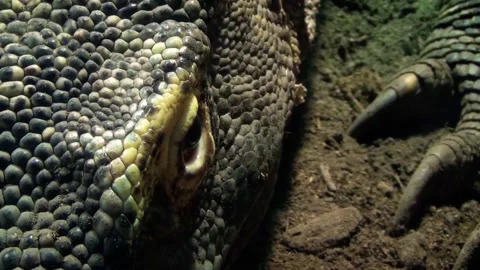 Komodo dragon (Varanus komodoensis) Stock Footage 259163639