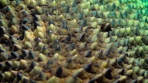 Komodo dragon (Varanus komodoensis) Stock Footage 259163678