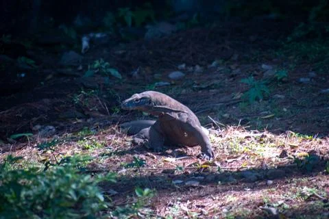 The Komodo dragon (Varanus komodoensis) Stock Photos