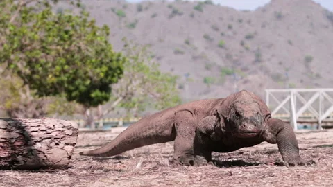 Komodo Dragon Walk to Camera Stock Footage 138332347