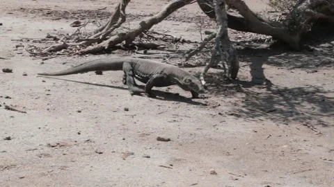Komodo dragon walking alone Stock Footage 133721465