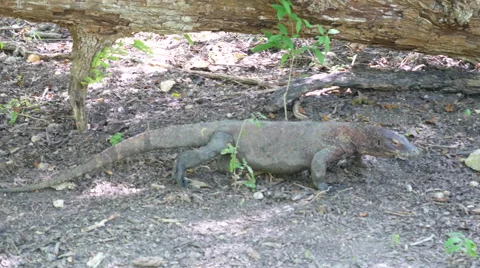 Komodo dragon walking around 動画素材 67577856