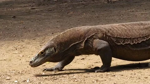 Komodo dragon walking around Stock Footage 130238715