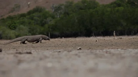 Komodo dragon walking Stock Footage 81283529