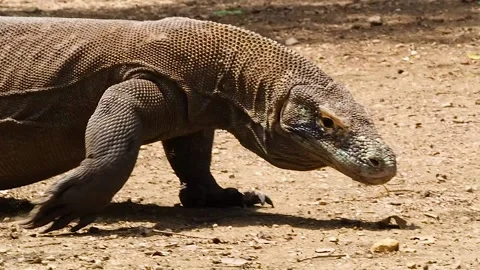 Komodo dragon walking, head shot Stock Footage 130238733
