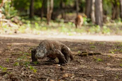 Komodo dragon walking with its forked tongue out Stock-Fotos