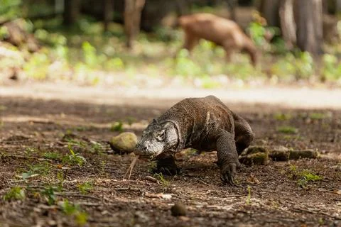 Komodo dragon walking with its forked tongue out Stock Photos