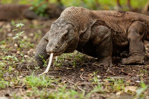 Komodo dragon walking with its forked tongue out Stock Photos