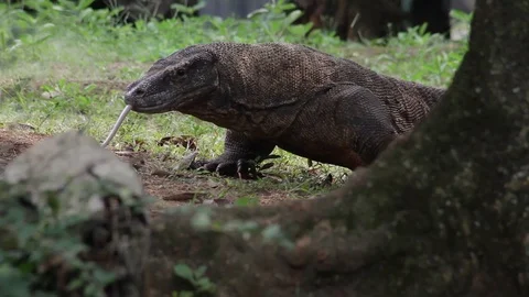 Komodo dragon walking or crawling around on a sunny day Vidéo 93283090