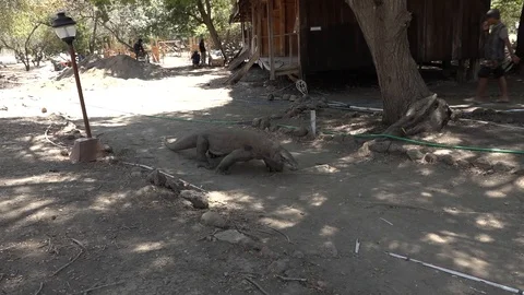 Komodo dragon walking on path towards, then past and away from camera Stock Footage 86894501