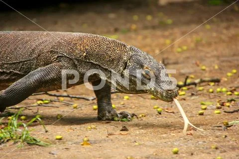 Komodo dragon walking on Rinca Island in Komodo National Park, Nusa Tenggar.. Stock Photos