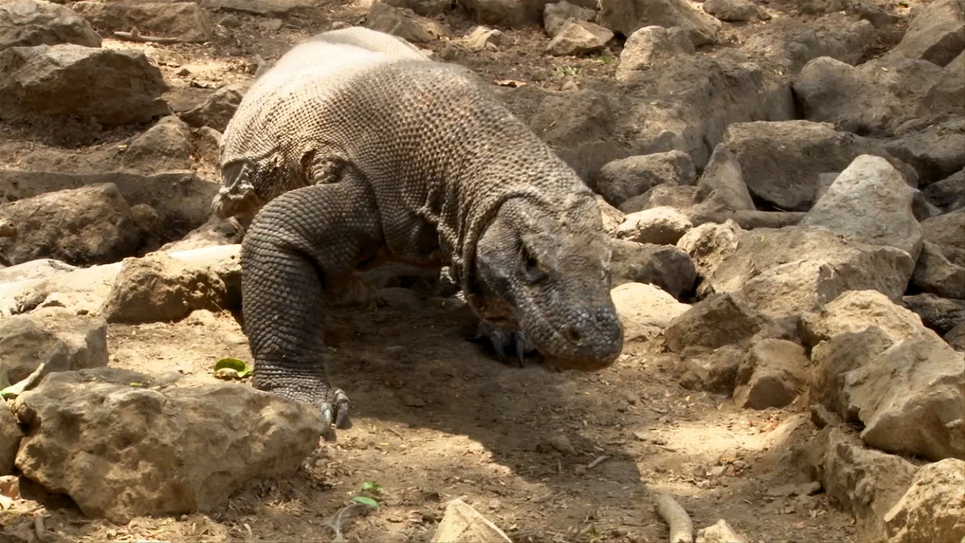 Komodo Dragon Walking in Slow Motion on  | Stock Video | Pond5