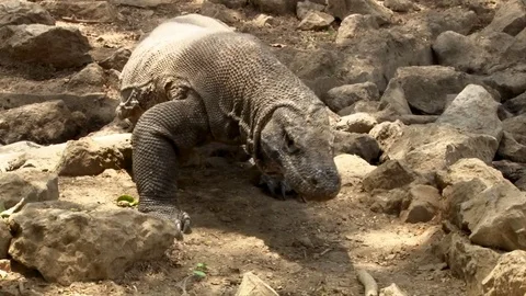 Komodo Dragon Walking in Slow Motion on Komodo Island Stock-Footage 84079117