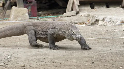 Komodo dragon walking in slow motion in Komodo National Park, Indonesia Stock Footage 175133932