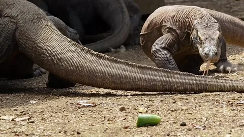Komodo dragon walking towards the camera Stock Footage 130238753