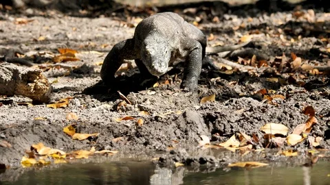 Slow Motion: Giant Komodo Dragon Walking | Stock Video | Pond5