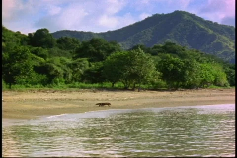 A Komodo Dragon walks along the edge of the water on a sandy beach. Stock Footage