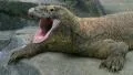 Komodo Dragon Yawning HD Footage