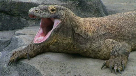 Komodo Dragon Yawning Stock Video - Download Video Clip Now