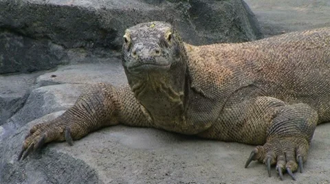 Komodo Dragon Yawning Stock Footage 8635907