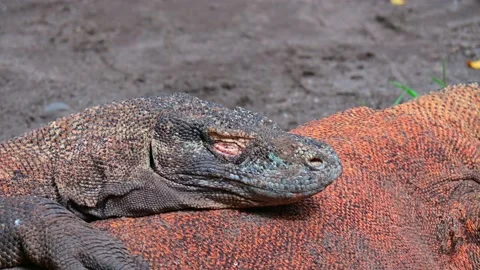 Komodo dragons are sleeping Stock-Footage 235617533
