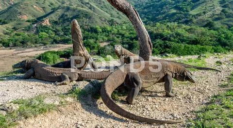Komodo dragons. The Komodo dragon raised his head and sniffs the air. Scienti Stock Photos