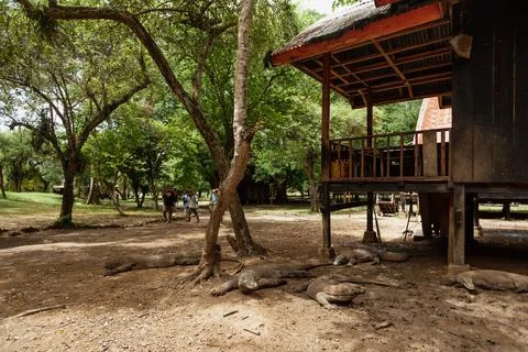 Komodo dragons lying down around a wooden house Stock Photos