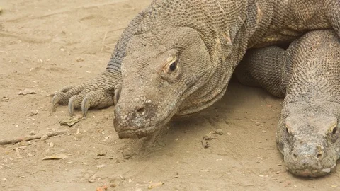 Komodo Dragons Mating Close up CU, Indonesia Stock Footage 104253858