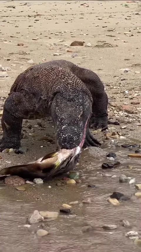 Komodo dragons prey on fish on the beach Vídeo Stock 330195422