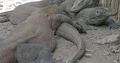 Komodo dragons resting lazy at a hot sunny day at Komodo island 4k or 4k+ Resolution