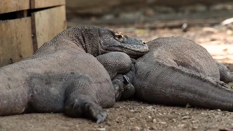 Komodo dragons resting in the shade Stock Footage 130238714