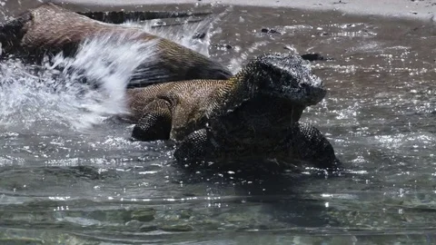 Komodo dragons swim in the water Stock Footage 73580802