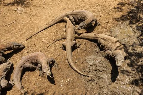 Komodo dragons walking on the mud Stock Photos