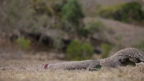 Komodo Stock Footage 81283366