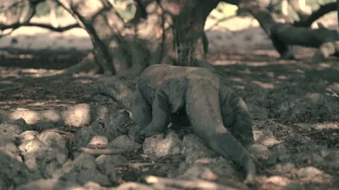 Komodo Stock Footage 140985041