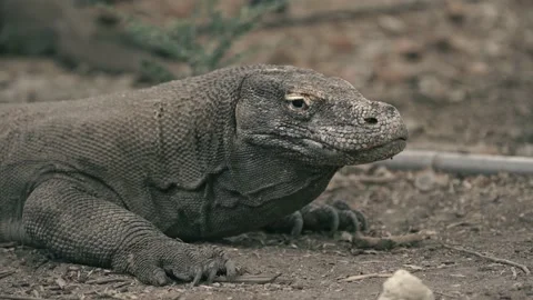 Komodo Stock Footage 140986215