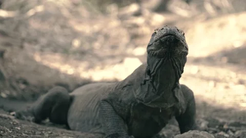 Komodo Stock Footage 140986962