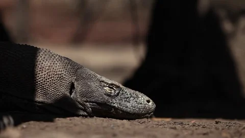 Komodo Island Stock Footage 81283470