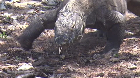 Komodo Island Stock Footage 241214759