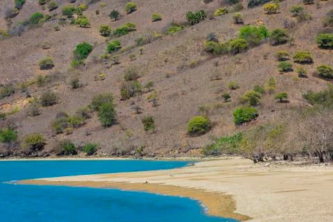 Komodo Island Stock Photos