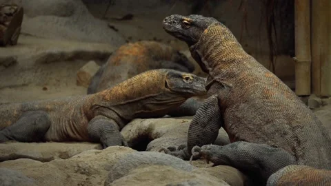 Komodo lizards Video stock 151656502