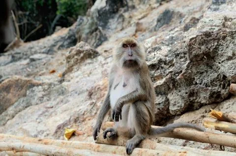 Komodo macaque 스톡 사진