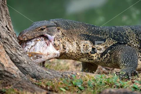 Photograph: Komodo Monitor lizard dragon is eating a fish in