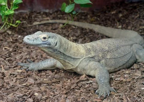 Komodo Stock Photos