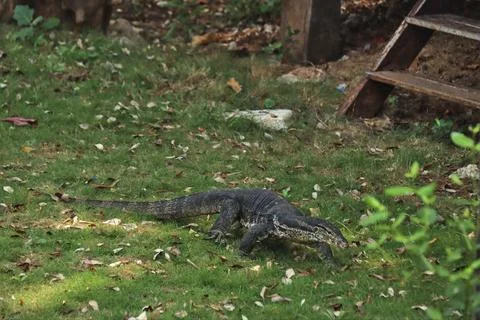 Komodo Foto stock