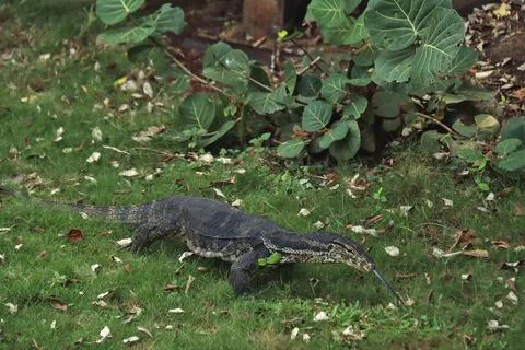 Komodo Stock Photos